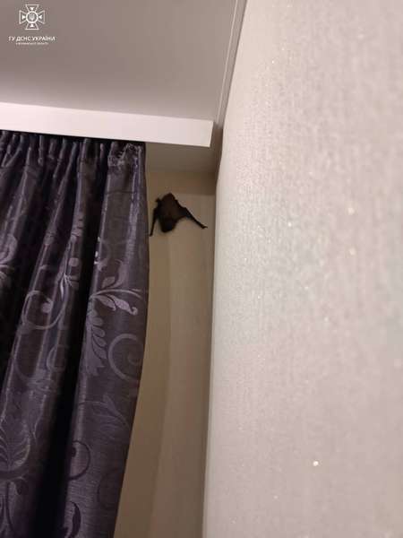 У Луцьку зграя кажанів «окупувала» квартиру на дев'ятому поверсі (фото)