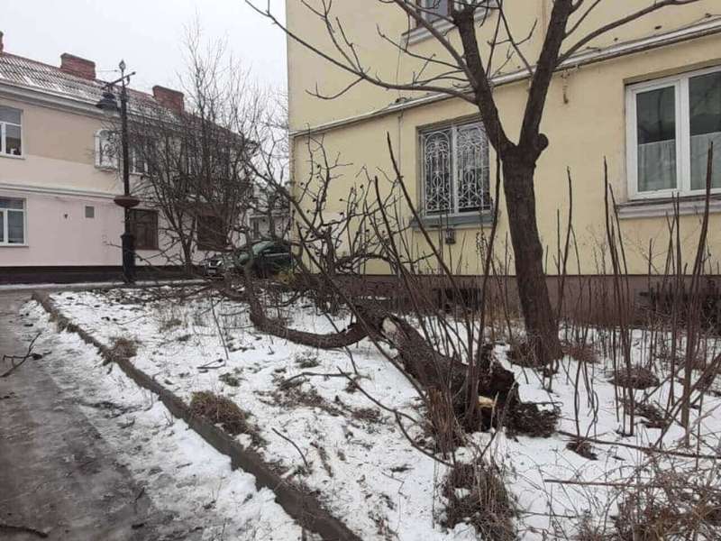 У Луцьку в Старому місті впало аварійне дерево (фото)