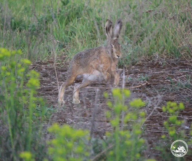 🐇 Невловимі чорнобильські зайці потрапили в об'єктив