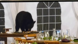 Ведмідь «завітав» на весілля та з'їв десерти (кумедне відео)
