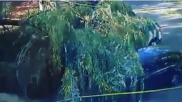 У Луцьку дерево впало на автівки біля школи (відео)
