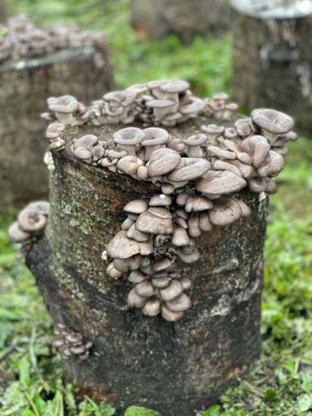 На Ківерцівщині лісівники відновили вирощування гриба гливи (фото)