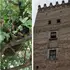 Роками живуть у вежі: у Луцькому замку ловили унікальний бджолиний рій (фото, відео)