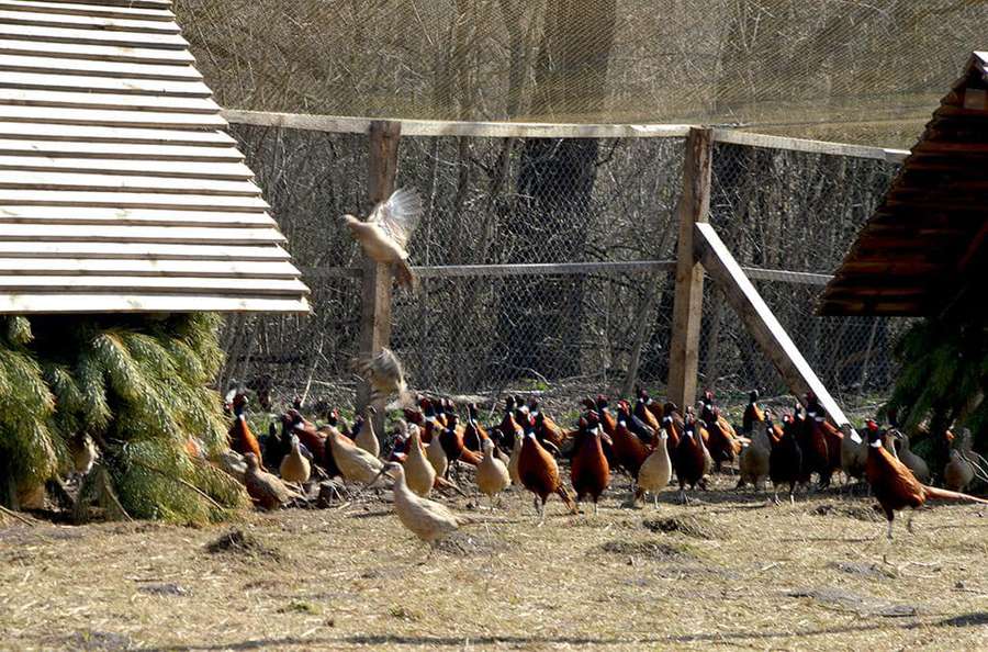 Незмінні традиції: на Волині на волю випускали фазанів (фото)
