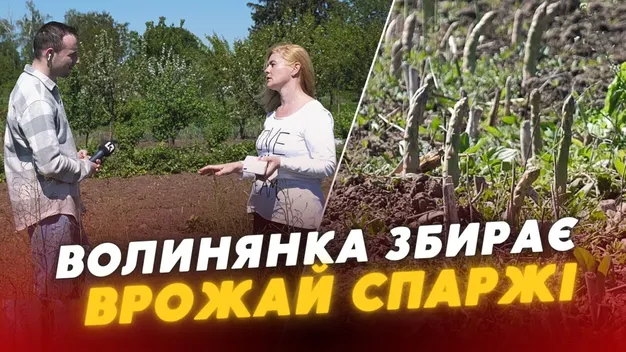 Як на Волині вирощують спаржу: секрети та рецепти від господині (відео)