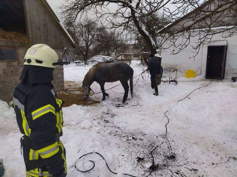 На Ковельщині кінь провалився у вигрібну яму (фото)