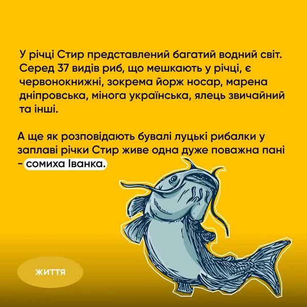 Любить ласувати рибалками: в заплаві Стиру живе гігантська сомиха Іванка