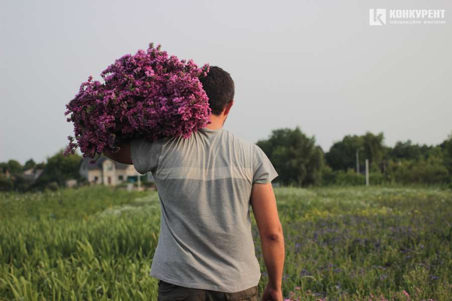 Яскрава квітка півдня: як у селі під Луцьком росте кермек (фото)