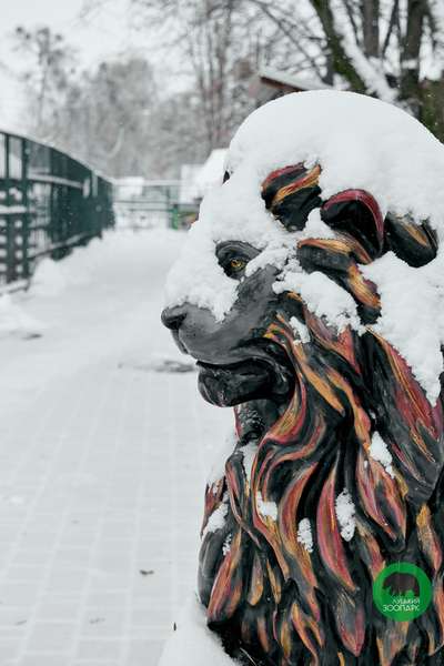 Буває, часом сліпну від краси: Луцький зоопарк зачарував зимовими пейзажами (фото)