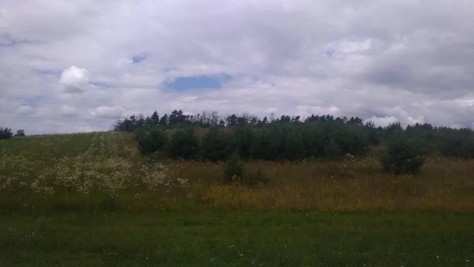 Ліс на Волині гине: його нищать шкідники і недосконалі закони