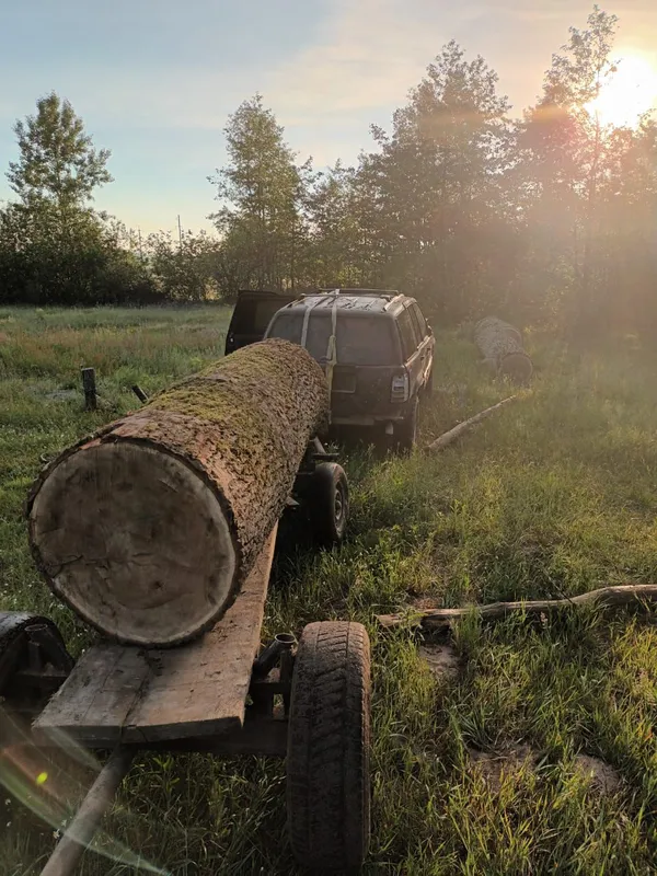 Незаконно зрубав дуби: волинянину повідомили про підозру (фото)