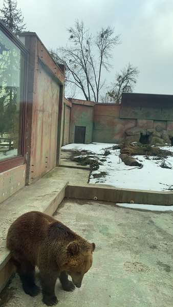 У Луцькому зоопарку прокинувся перший ведмідь (фото)