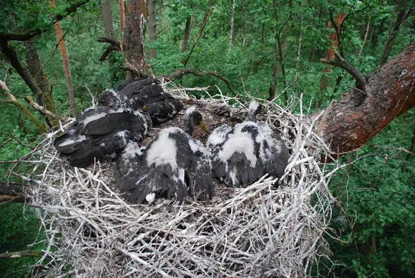 На Волині знайшли гнізда рідкісного птаха (фото)
