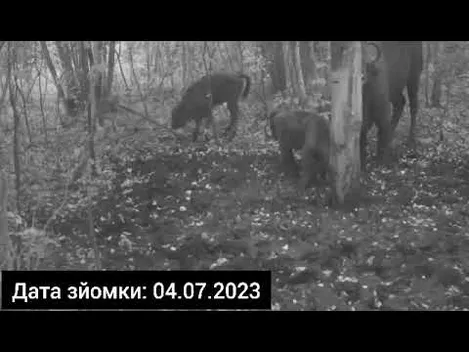 У нацпарку на Волині фотопастки «вполювали» маленьких зубрів (відео)