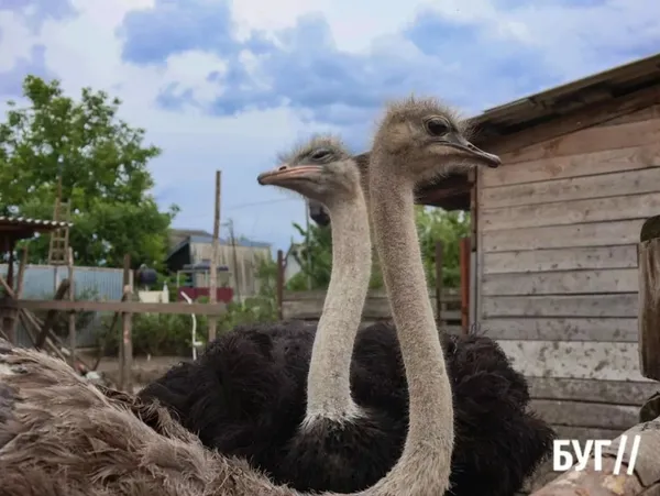 Нововолинська «екзотика»: власник страусиної ферми розповів історію її створення (фото)