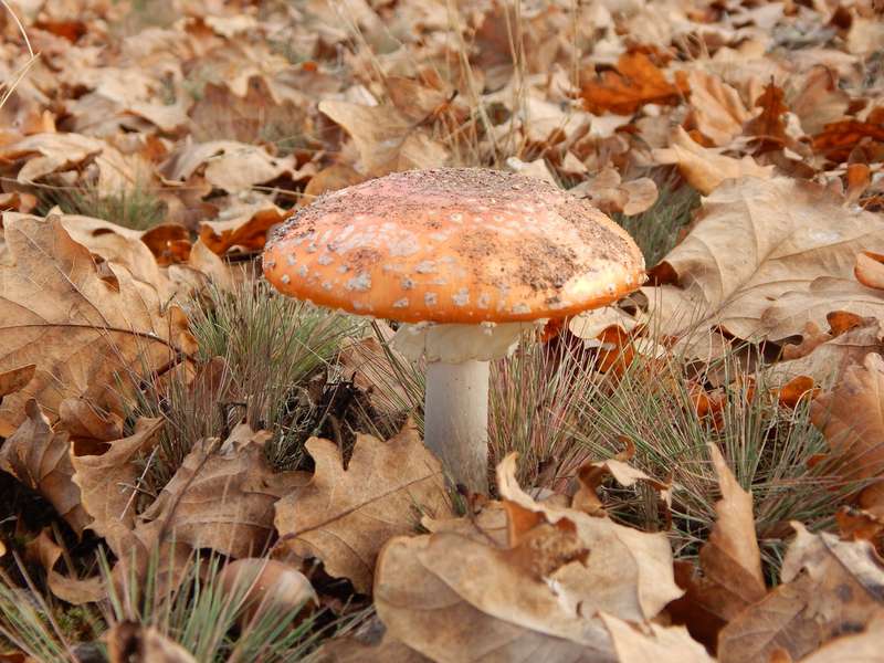 Які гриби можна побачити у нацпарку на волинському Поліссі (фото)