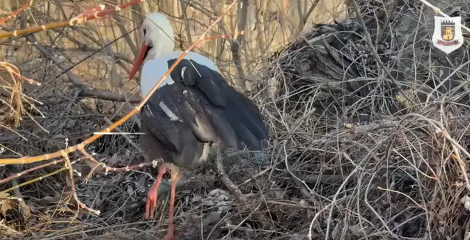 У Луцьку врятували лелеку з поламаним крилом (відео)