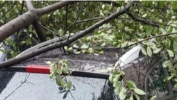 У Луцьку під час негоди дерево впало на автомобіль (фото)