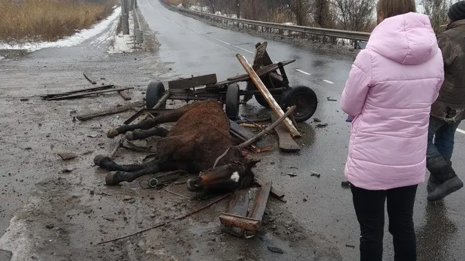 ДТП з конем. Фото ілюстративне