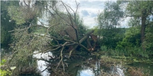 Блокувало течію: на Волині з річки дістали повалене дерево (фото)