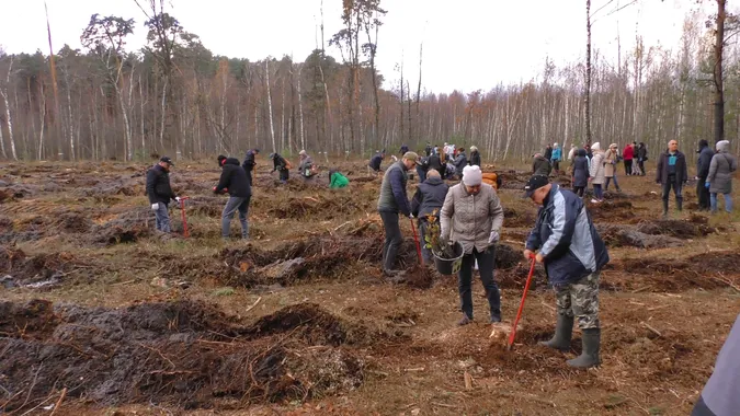 У Ковельській громаді висадили майже вісім тисяч молодих дерев (фото)