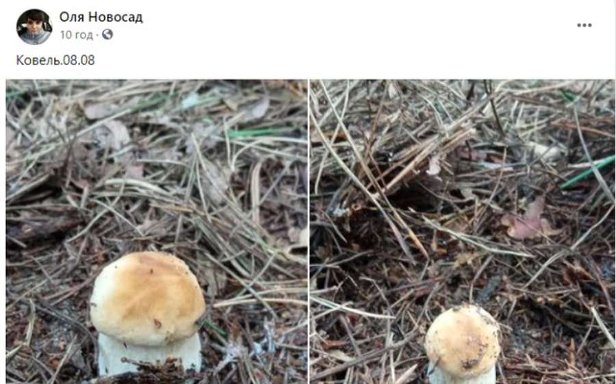 Почали рости білі: на Волині відкрито сезон грибів