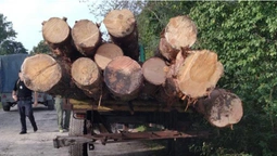 На Волині спіймали викрадача лісу: трактор і деревину забрали (фото)