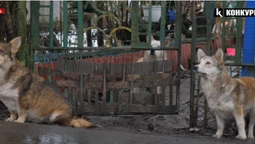 У селі під Луцьком господарі морять голодом власних собак (відео)