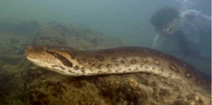 Важить 200 кг: знайшли найбільшу у світі змію (відео)