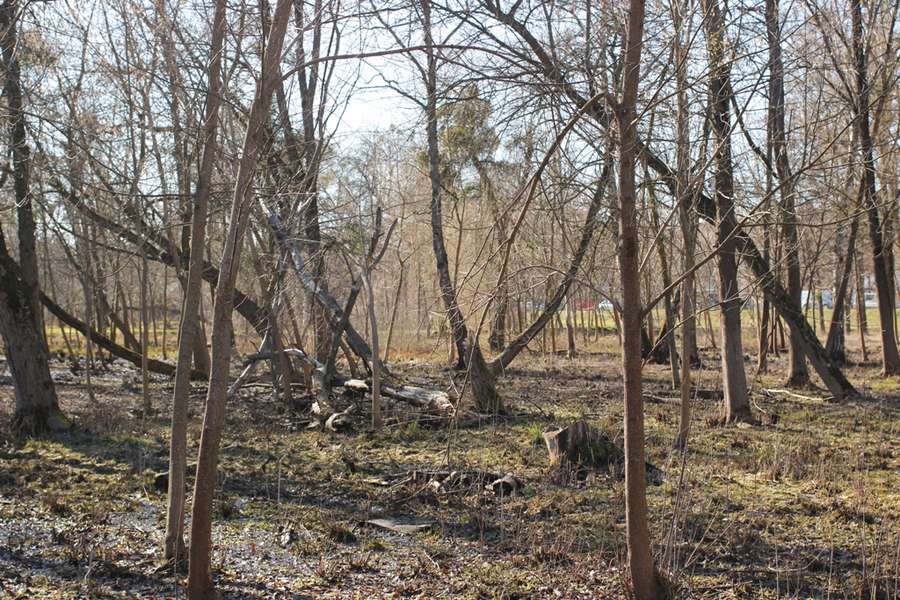 Бобри поїли: коли з луцького парку приберуть повалені дерева (фото)