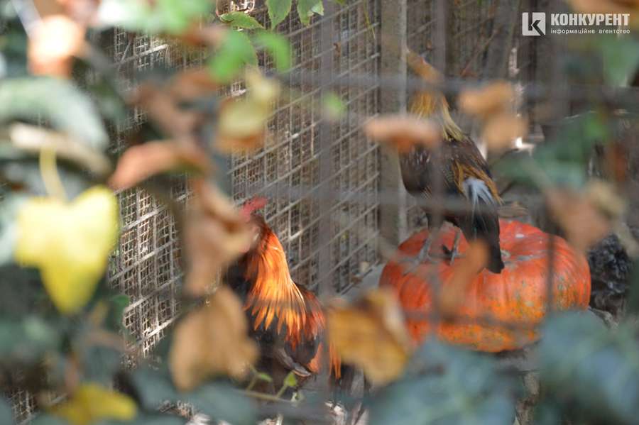 Сонні єноти та сумні віслюки: осінь у Луцькому зоопарку (фото)
