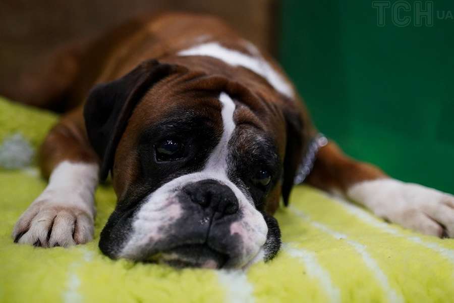 Експерти назвали 10 найсмердючіших порід собак (фото)
