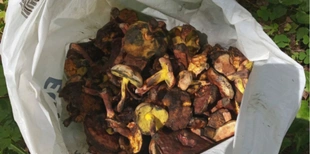 За 40 кілометрів від Луцька збирають торби грибів-синяків (фото)