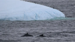 Українські полярники зробили унікальні фото горбатих китів (фото)