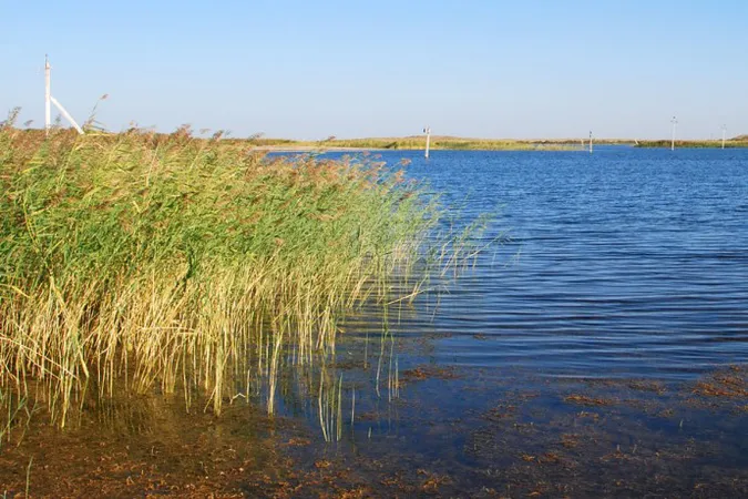 «Забувала» платити: на Волині в підприємиці хочуть забрати землю і ставок