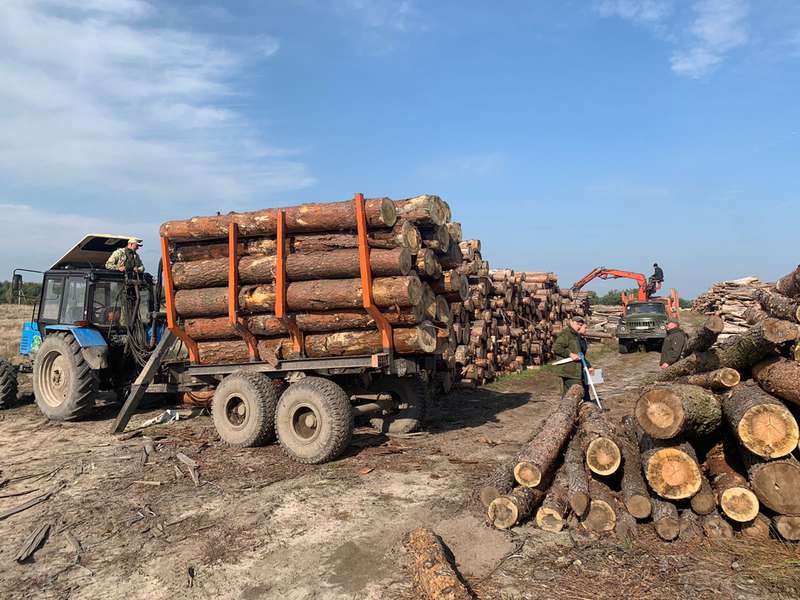 Сім обшуків – понад 700 кубів лісу: на Волині знайшли сумнівну деревину (фото, відео)