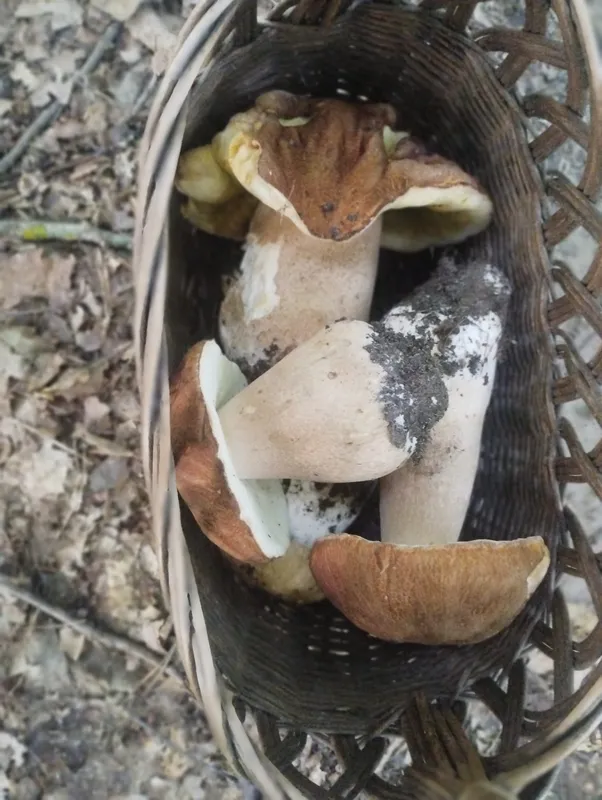П'ять грибів – і повний кошик: як на Волині збирають боровики (фото, відео)