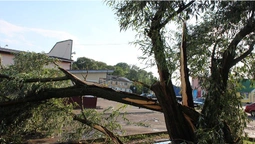 Негода повалила дерева на Волині (фото)