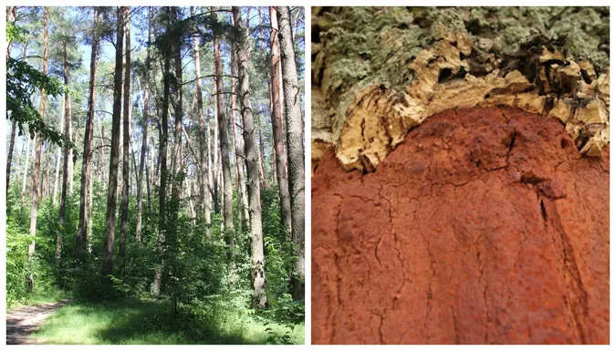 У лісі біля Луцька ростуть екзотичні дерева з Далекого Сходу (фото)