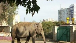 У Харкові слон гуляв вулицями міста (відео)