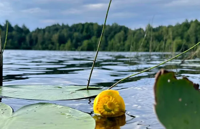 На Волині серед лісів заховалося неглибоке озеро з теплою водою (фото)