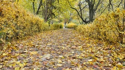 Луцький фотограф показав фантастичну "золоту" осінь (фото)