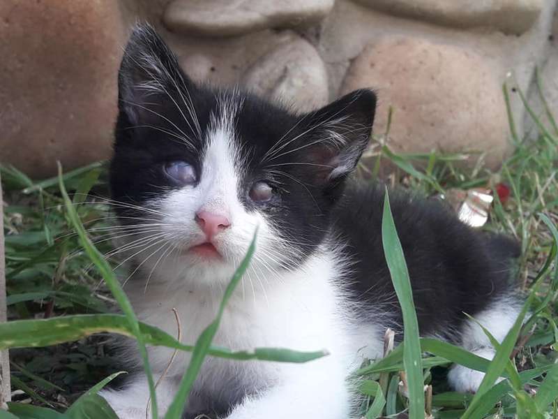 Сліпі, глухі та без лапок: особливі котики шукають дім у Луцьку (фото)