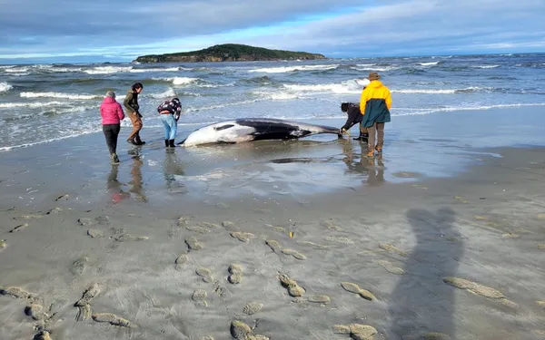 Найрідкісніший у світі кит викинувся на пляж Нової Зеландії (фото)