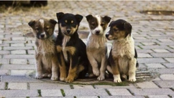 Лучанин ставить капкани на безпритульних собак (фото)