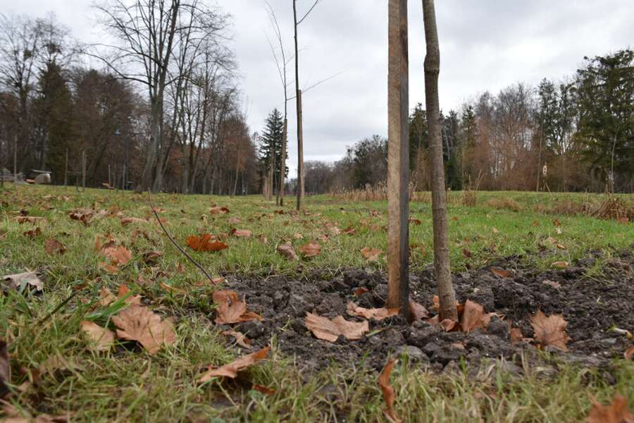 В центральному парку Луцька посадили 85 кленів та лип (фото)