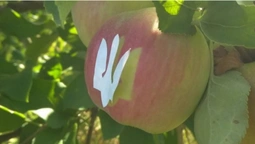 На Вінниччині виростили яблука з Тризубом до Дня Незалежності (фото)