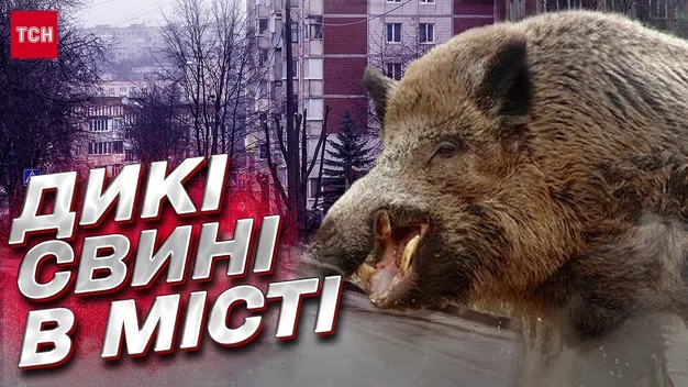 Як рідні: у Володимирі дикі свині гуляють по АЗС (відео)