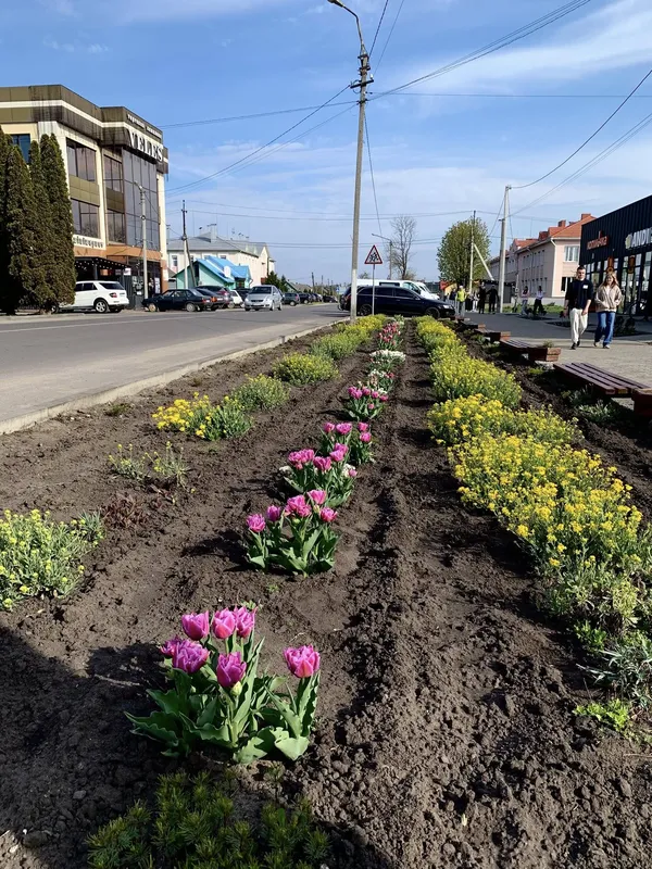 🌷Висадила тисячу тюльпанів: як квітникарка роками змінює Шацьк (фото)