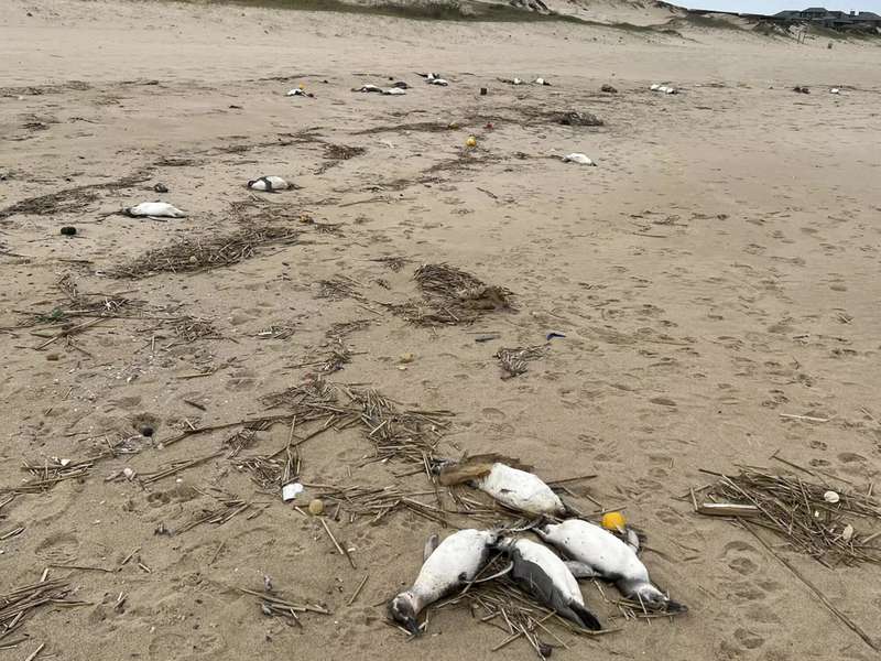 В Уругваї на берег викинуло близько двох тисяч мертвих пінгвінів (фото)